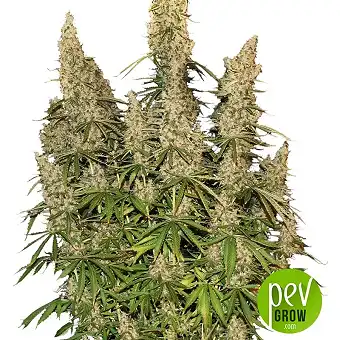 White Widow Auto - Seed Stockers