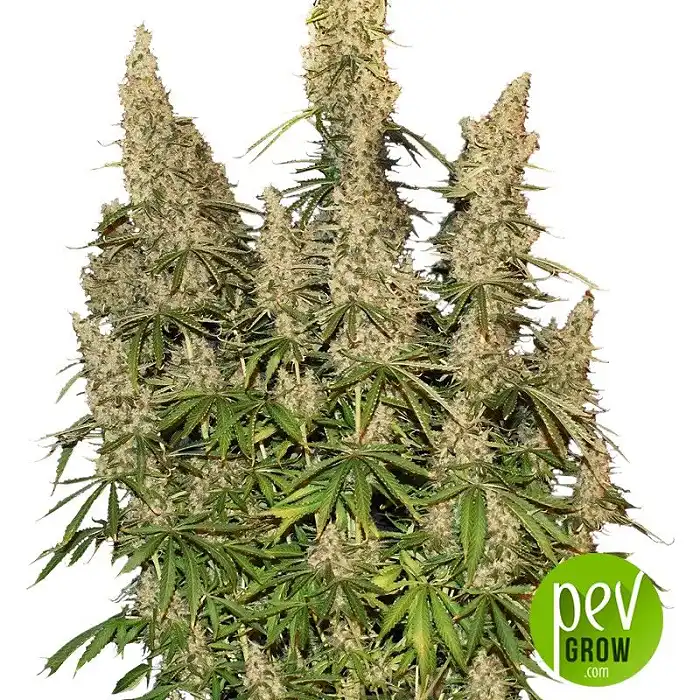 White Widow Auto - Seed Stockers