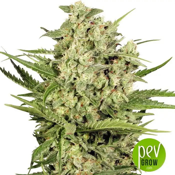 Cheese - Seed Stockers