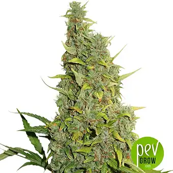 BCN Power Plant - Seed Stockers