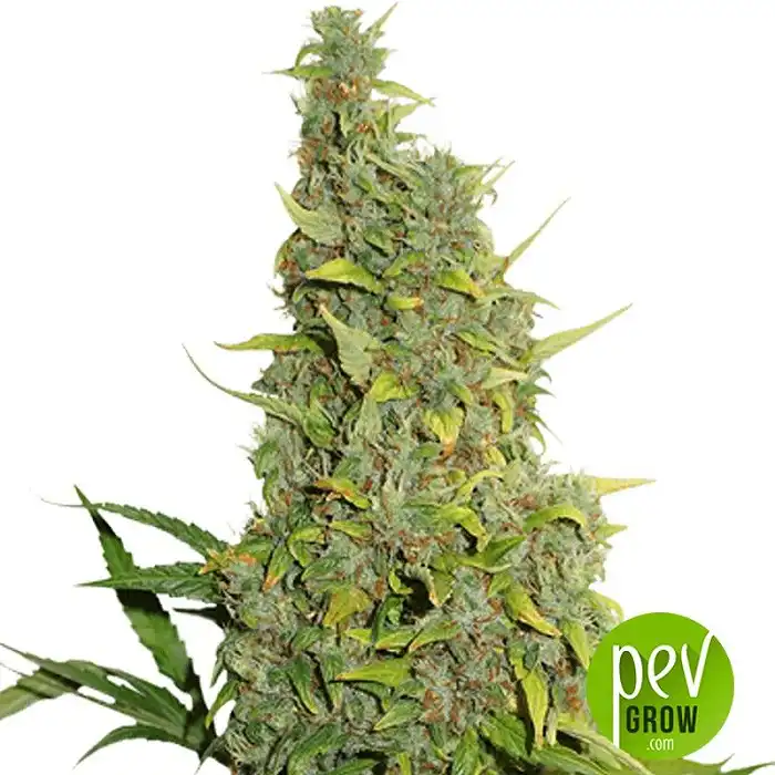 BCN Power Plant - Seed Stockers