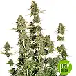 BCN Power Plant Auto - Seed Stockers