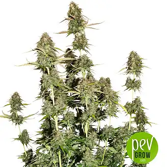 BCN Power Plant Auto - Seed Stockers