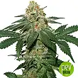 Grandaddy Confidential Kush - Seed Stockers Grandaddy Confidential Kush - Seed Stockers