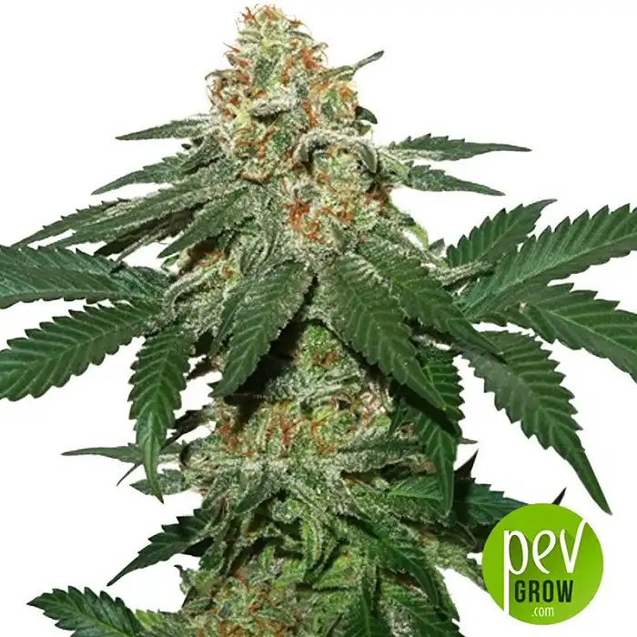 Grandaddy Confidential Kush - Seed Stockers