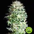 Absolute Herer - Absolute Cannabis Seeds Absolute Herer - Absolute Cannabis Seeds