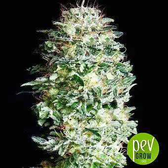 Absolute Herer - Absolute Cannabis Seeds