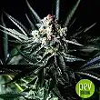 Amazing Auto - Absolute Cannabis Seeds