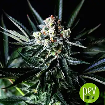 Amazing Auto - Absolute Cannabis Seeds