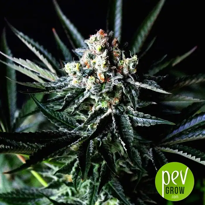 Amazing Auto - Absolute Cannabis Seeds