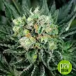 Critigal + - Absolute Cannabis Seeds