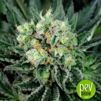 Critigal + - Absolute Cannabis Seeds