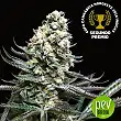 Nordes - Absolute Cannabis Seeds
