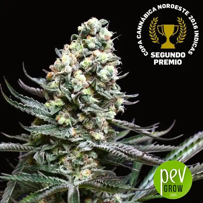 Nordes - Absolute Cannabis Seeds