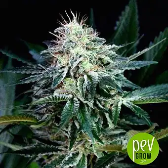 Radical Auto - Absolute Cannabis Seeds