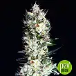 Rittus Haze - Absolute Cannabis Seeds