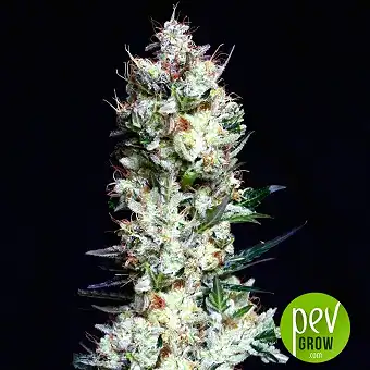 Rittus Haze - Absolute Cannabis Seeds
