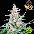 Utopia - Absolute Cannabis Seeds