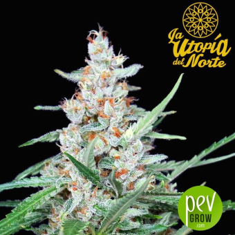 Utopia - Absolute Cannabis Seeds