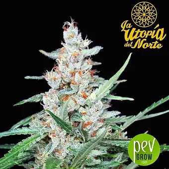 Utopia - Absolute Cannabis Seeds