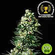 Chocolute F2 - Absolute Cannabis Seeds