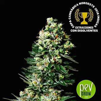Chocolute F2 - Absolute Cannabis Seeds