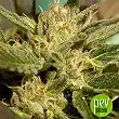 Mr Jekyll Kush - Mr Hide Seeds
