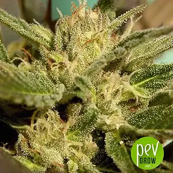 Mr Jekyll Kush - Mr Hide Seeds