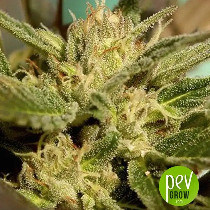 Mr Jekyll Kush - Mr Hide Seeds