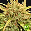 Mr Sugar Lemon Haze - Mr Hide Seeds