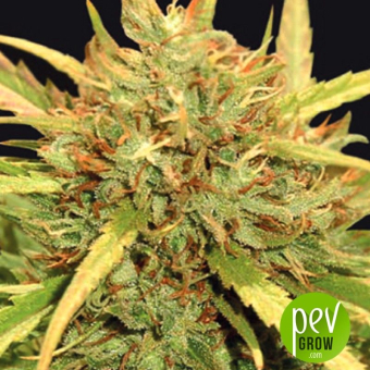 Mr Sugar Lemon Haze