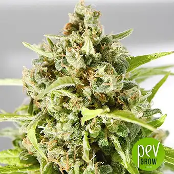 Mr Mother Earth - Mr Hide Seeds