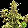 Auto Amnesia