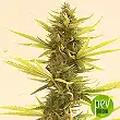 Auto Black Banana