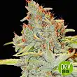 Auto Diesel Mass