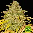 Auto Northern Cream