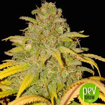 Auto Northern Cream