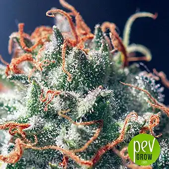 Full Moon CBD - Mr Hide Seeds