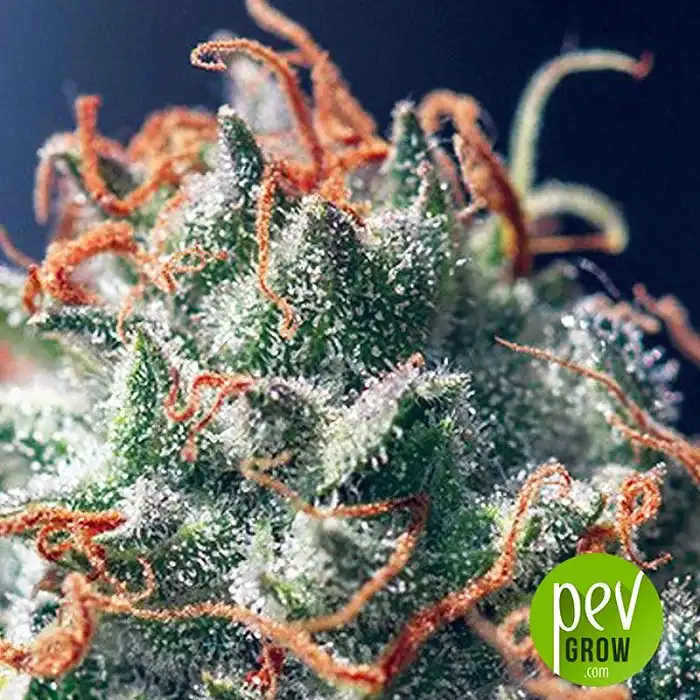 Full Moon CBD - Mr Hide Seeds