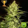Mr Amnesia Mass - Mr Hide Seeds Mr Amnesia Mass - Mr Hide Seeds