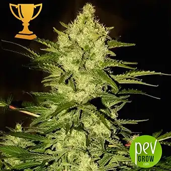 Mr Amnesia Mass - Mr Hide Seeds