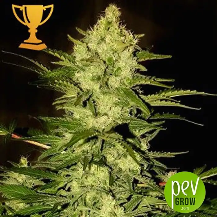 Mr Amnesia Mass - Mr Hide Seeds