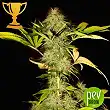 Mr California Pearl - Mr Hide Seeds