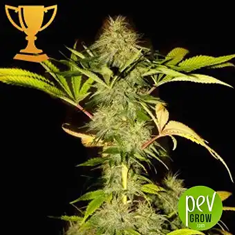 Mr California Pearl - Mr Hide Seeds