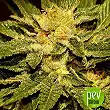 Mr Cheese Mass - Mr Hide Seeds
