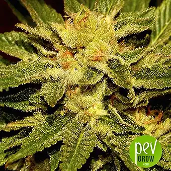 Mr Cheese Mass - Mr Hide Seeds