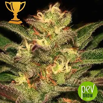 Mr Eiden Mass - Mr Hide Seeds