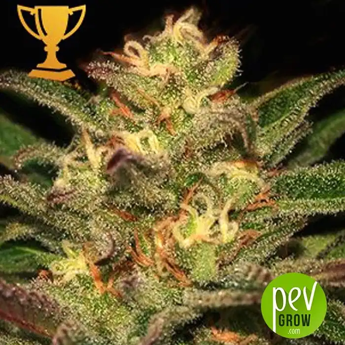 Mr Eiden Mass - Mr Hide Seeds