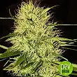 Mr Jack Mass - Mr Hide Seeds Mr Jack Mass - Mr Hide Seeds