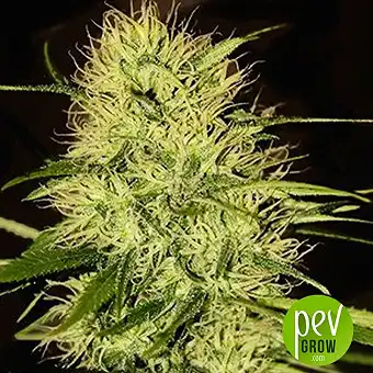 Mr Jack Mass - Mr Hide Seeds